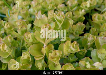 Lysimachia nummularia ‘Aurea’ Golden Creeping Jenny – foglie verdi arrotondate in oro su assi in foglia, aprile, Inghilterra, Regno Unito Foto Stock