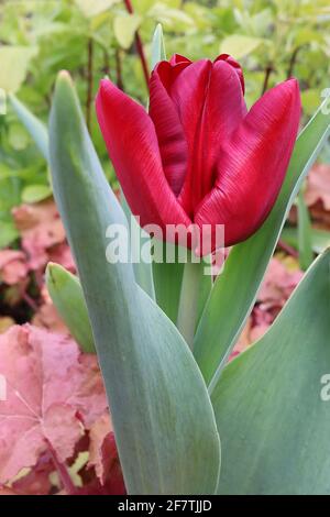 Tulipa ‘Bastogne’ Triumph tulip 3 Bastogne tulip – fiori rossi profondi, ampi bordi di maroon, fiamma di maroon, aprile, Inghilterra, REGNO UNITO Foto Stock