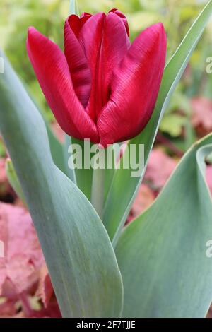 Tulipa ‘Bastogne’ Triumph tulip 3 Bastogne tulip – fiori rossi profondi, ampi bordi di maroon, fiamma di maroon, aprile, Inghilterra, REGNO UNITO Foto Stock