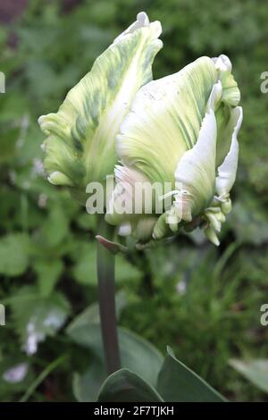 Tulipa gesneriana var dracontia ‘Parrot Bianco’ Parrot 10 Tulip di Parrot Bianco - petali bianchi tortuosi e cremosi, fiamme verdi, strisce verdi, piuma verde Foto Stock