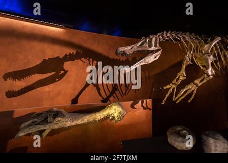 Tolosa, Occitania, Francia; 21 luglio 2018: Esposizione di un fossile di dinosauro al Museo di Storia Naturale Foto Stock
