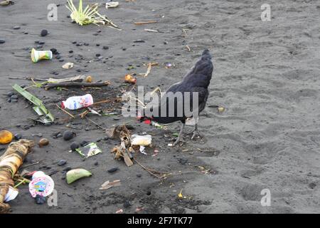 DENPASAR, INDONESIA - 06 gennaio 2021: Polli selvatici sulla spiaggia tra i rifiuti, bali, 12 gennaio 2021 Foto Stock