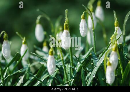 Gocce di neve bianche in gocce di rugiada nella foresta primaverile - Galanthus closeup di gemme di nivalis Foto Stock