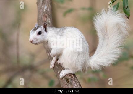 Scoiattolo bianco - Colore variante del grigio orientale scoiattolo (Sciurus carolinensis) - Brevard, North Carolina, STATI UNITI D'AMERICA Foto Stock