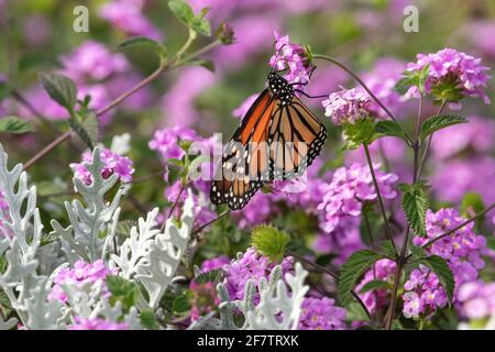 Una farfalla monarca impollinante in un lussureggiante giardino fiorito rosa pieno di fiori lantana in coda rosa e piante polverose Miller. Foto Stock