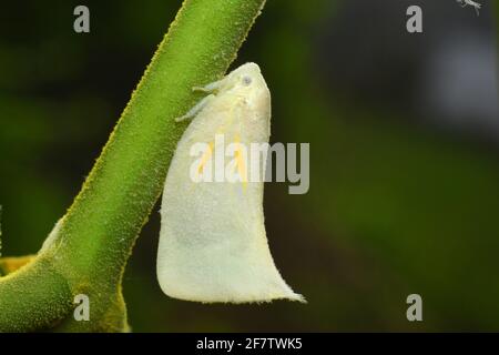 Plantopper bianco su ramoscello verde Foto Stock