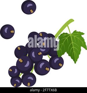 Icona di ribes nero. Una fonte di vitamina C. utile bacche piccole su un ramo con una foglia, raccolta estiva in giardino. Illustrazione Vettoriale