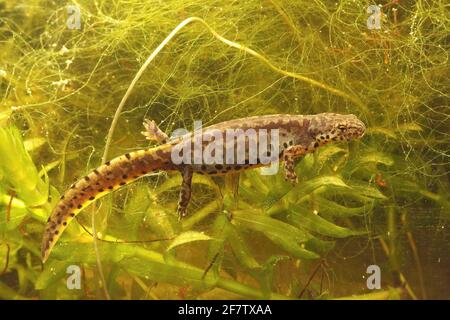 Primo piano di una salamandra alpina femminile acquatica, Ichthyosaura alpestris veluchiensis in acqua Foto Stock