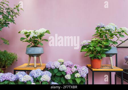 Fiori di ortensia blu e rosa esposti in negozio contro una parete rosa Foto Stock