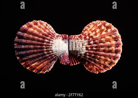 Scaled Scalop Shell, Gloripallium speciosum, è un guscio bivalve che si trova nell'Oceano Pacifico dal Giappone all'Australia. Foto Stock