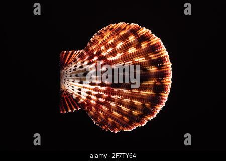 Scaled Scalop Shell, Gloripallium speciosum, è un guscio bivalve che si trova nell'Oceano Pacifico dal Giappone all'Australia. Foto Stock