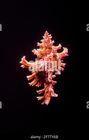 Il Murex di Saul, Chicoreus saulii, è una lumaca di mare predatoria che si trova nel bacino di Mascarene e lungo il Giappone e la Nuova Guinea. Foto Stock
