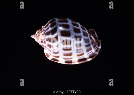 Il casco da scacchiera Shell, Phalium areola, si trova al largo dell'Africa orientale, Melanesia e Samoa. Foto Stock