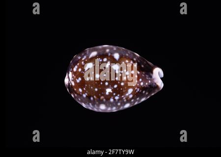 Pacific Deer Cowrie, Lyncina vitellus, una lumaca di mare che si trova nell'Oceano Indiano, nel Pacifico occidentale e nel Pacifico centrale. Foto Stock