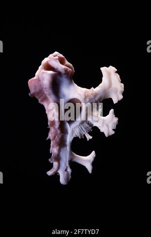 Anatomical Murex, Homalocantha anatomica, è una lumaca di mare predatoria che si trova dal Giappone alle Filippine e alle Hawaii. Foto Stock