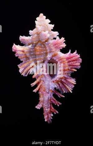 Fluted Murex, Chicoreus laqueatus, una lumaca di mare predatoria trovato dal Giappone a Hawaiil Foto Stock