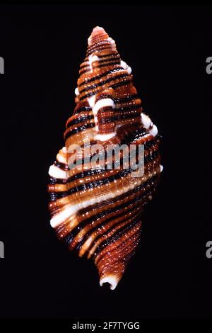 Il Triton nero-striato o colore del fegato, Septa hepatica, è una lumaca di mare predatoria trovato nell'Oceano Indiano & nelle Filippine. Foto Stock