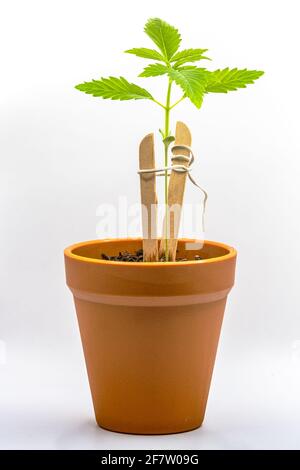 Una pianta di marijuana molto piccola in una pentola di argilla isolata su uno sfondo bianco. Foto Stock