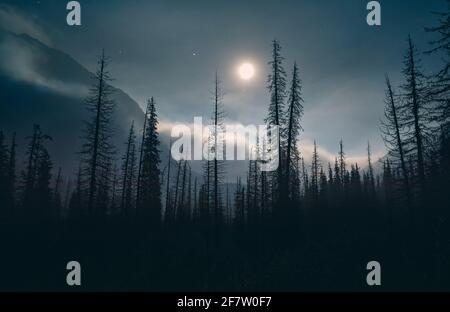 Silhouette di abete rosso al cielo notturno con luna piena e. Stelle sulle montagne del Kazakistan Foto Stock