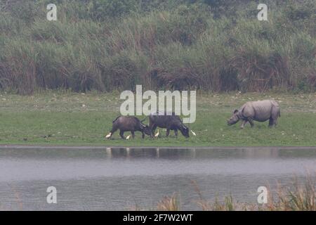 Un'aquila di pesce di Pallas arroccata sulla cima di un albero in Kaziranga Parco nazionale Foto Stock