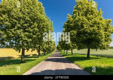 Viale panoramico dritto con alberi verdi in estate paesaggio rurale Foto Stock