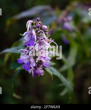 Vitex agnus-castus, detto anche vitex, albero di caste (o castetree), chasteberry, balsamo di Abramo, castetree di lilla, o pepe di monaco, è un nativo di th Foto Stock