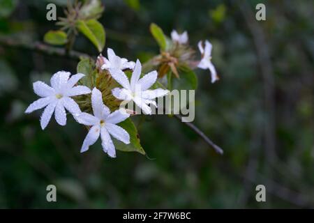 Jasmine (Nome tassonomico Jasminum 0è un genere di arbusti e viti Nella famiglia delle olive (Oleaceae) i gelsomini sono ampiamente coltivati per la caratteristica Foto Stock