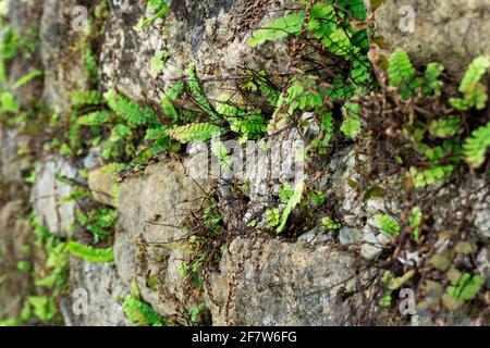 L'asplenium tricomanes, detto spleenwort, è una piccola felce appartenente al genere Asplenwort Asplenium. È una specie diffusa e comune, che si verifica Foto Stock