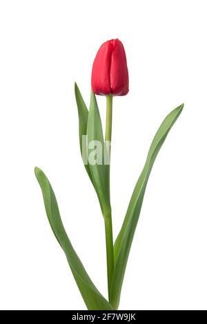 Tulipano rosso singolo e foglie isolate su sfondo bianco Foto Stock