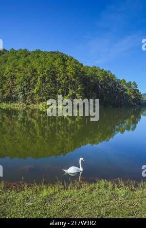 Bella in natura cigno bianco su serbatoio chiamato Pang Oung in Mae Hong Son, Thailandia. Foto Stock