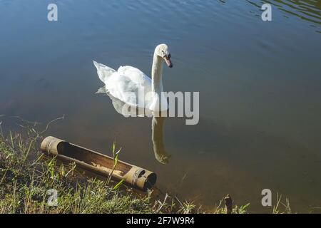 Bella in natura cigno bianco su serbatoio chiamato Pang Oung in Mae Hong Son, Thailandia. Foto Stock