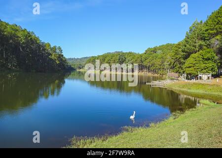 Bella in natura cigno bianco su serbatoio chiamato Pang Oung in Mae Hong Son, Thailandia. Foto Stock