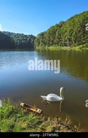 Bella in natura cigno bianco su serbatoio chiamato Pang Oung in Mae Hong Son, Thailandia. Foto Stock