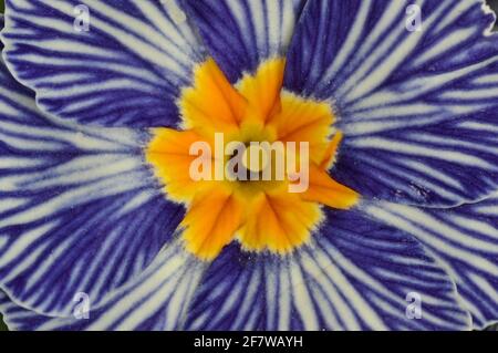 Primula Zebra Blue Foto Stock