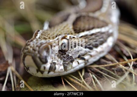 Viper di Russell ( Daboia russelii ) closeup, serpente venomous che vive in Asia del Sud. Foto Stock