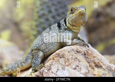 Lucertola di Iguanid (Oplurus cuvieri) o Iguana malgascia con coda di spinoso. Foto Stock