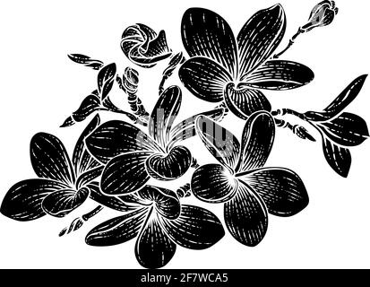 Tropical Plumeria Frangipani Bali Fiore Woodcut Illustrazione Vettoriale