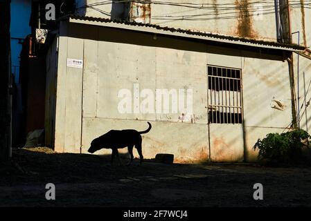 Foto di strada di una silhouette di un cane di strada che vagabondano per la strada oscura, con un luminoso muro di edificio soleggiato sullo sfondo, Isola di Boracay, Filippine Foto Stock
