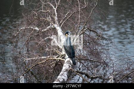 Grande cormorano (Phalacrocorax carb) poggiato su un albero vicino al lago. Foto Stock