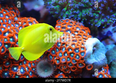 Il tang giallo (Zebrasoma flavescens) con coralli reef sullo sfondo. Pesci della famiglia degli Acanthuridae. Foto Stock