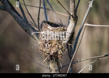 Gli uccelli nidificano su un albero tra i rami. Nido piccolo. Periodo di primavera. Foto Stock