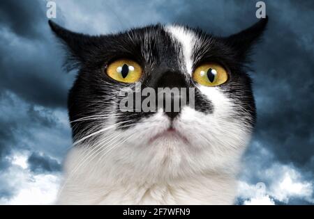 Testa di gatto bianco e nero con occhi gialli. Foto Stock