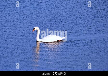 Cigni: Cigno muto bianco (cygnus olor) nuotare su un lago a Woburn, Bedfordshire, Inghilterra, gennaio 2021 Foto Stock