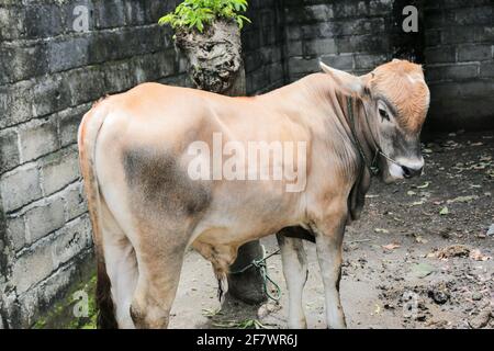 Giovani bovini crossbred di Ongole o mucca giavanese o Bos taurus è il più grande bestiame in Indonesia nella fattoria tradizionale, Indonesia. Bestiame tradizionale b Foto Stock