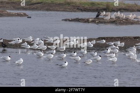 Gregge di gabbiani mediterranei, Ichthyaetus melanocephalus, (con gabbiani a testa nera) in laguna nel tardo inverno. Dorset. Foto Stock