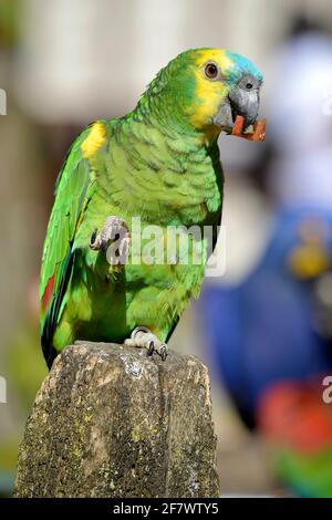 amazzonia dalla parte anteriore turchese (Amazona aestiva), chiamata anche pappagallo dalla parte anteriore turchese, l'amazzonia dalla parte anteriore blu, arroccata su palo di legno e mangiando un frutto Foto Stock