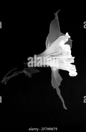 Una parte della struttura dei petali di un fiore di narciso è stata tagliata per mostrare le parti interne della tromba che garantiscono l'impollinazione; Foto Stock