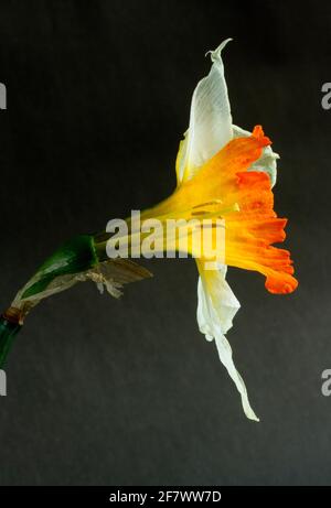 Parte della struttura petale di un fiore narciso ha è stato tagliato per mostrare le parti interne di tromba che assicurano l'impollinazione Foto Stock