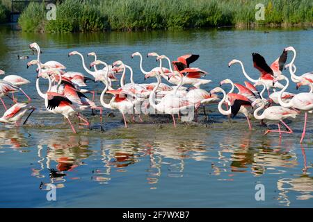 Gruppo di fenicotteri (Phoenicopterus ruber) in acqua, in Camargue è una regione naturale si trova a sud di Arles, Francia Foto Stock