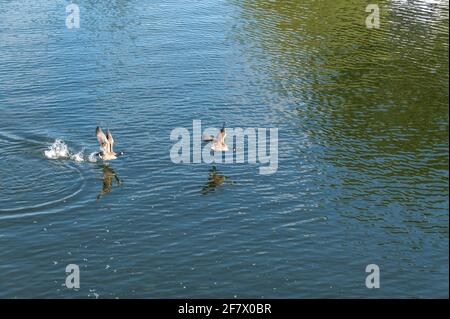 Un paio di oche canadesi prendono il volo vicino a Harleyford Marina tra Hurley e Marlow sul fiume Tamigi nel Buckinghamshire, Gran Bretagna. Foto Stock